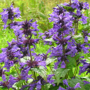 Herbe à Chats Neptune - Godet de 9cm