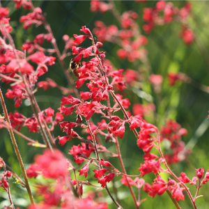 Heuchère Pluie de Feu - Désespoir du peintre - Godet de 9cm