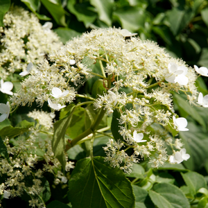 hortensia grimpant fleurs blanches