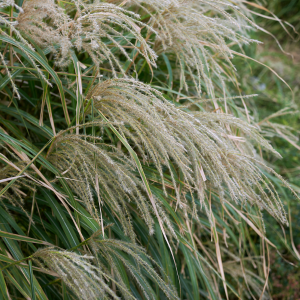 Miscanthus Cute One