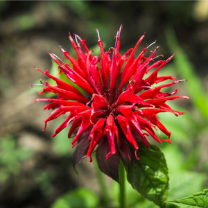 Monarde didyma Fireball - Godet de 9cm