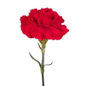 Oeillet mignardise David Rouge - Godet de 9cm