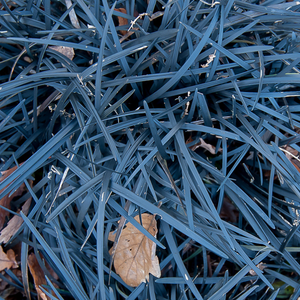 Ophiopogon noir Selection - Godet de 9cm