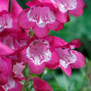 Penstemon Harlequin Magenta - Godet de 9cm