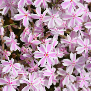 Phlox Candy stripes - Godet de 9cm