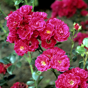 Rosier Fairy Red - Godet de 9cm