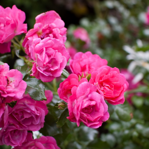 ROSA URBAN STREETLIGHT Pink Emely