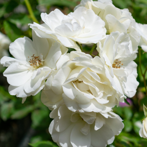 _Rosier grimpant Banks Alba Plena – Godet de 9cm