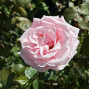 Rosier paysager The Fairy