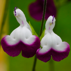 Sauge Bicolor Améthyste Lips - Godet de 9cm