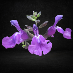 Sauge Délice Féline - Godet de 9cm