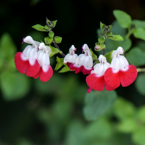 Sauge Hotlips - Godet de 9cm