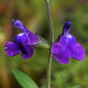 Sauge So Cool Purple - Godet de 9cm