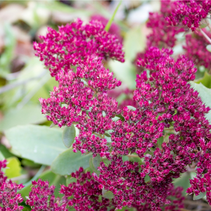 Sedum Ccauticola Bertram Anderson - Godet de 9cm