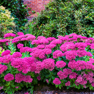 Sedum Dazzleberry - Godet de 9cm