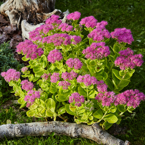 Sedum pink Crowned - Godet de 9cm