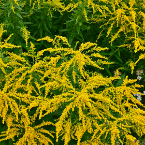 Solidago nain Golden Dwaft - Verge d'Or - Godet de 9cm
