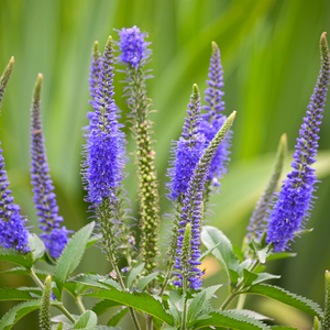 Véronique en épis royal candles Glory - Godet de 9cm