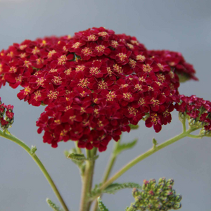 Achillée Millefeuille Cerise Queen - Godet de 9cm