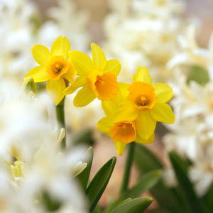 Fleurs d'automne Yellow Cheerfulness Narcissus