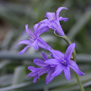 Tataricum Ixiolirion