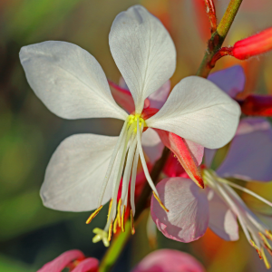 GAURA Blanc
