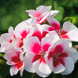 Géranium LIERRE DOUBLE Bordeaux et blanc Expolsive - godet de 7 cm