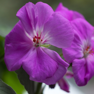 Géranium LIERRE SIMPLE ROI DES BALCONS Lilas - pot de 10 cm