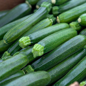 Graines de Courgettes Zodiac HF1 (Non Traité)
