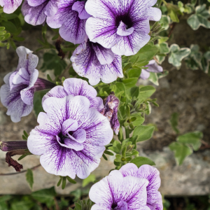 Pétunia SUPERCASCADE Bleu veiné