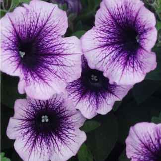 Pétunia SUPERCASCADE Pourpre bord blanc - godet de 7 cm
