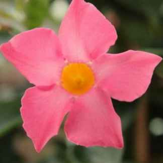 dipladenia rose