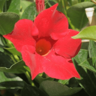dipladenia rouge
