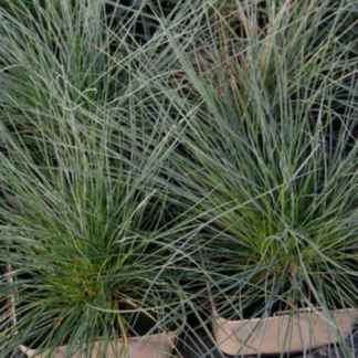 festuca glauca