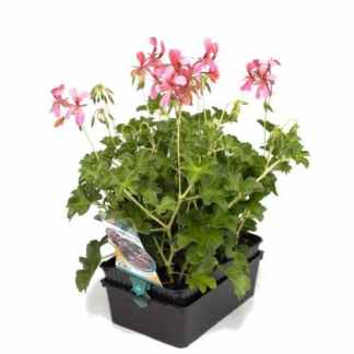 geranium lierre simple roi des balcons rouge vif