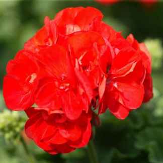 geranium zonale fuchsia