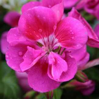 geranium zonale mauve