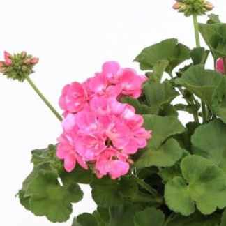 geranium zonale rose