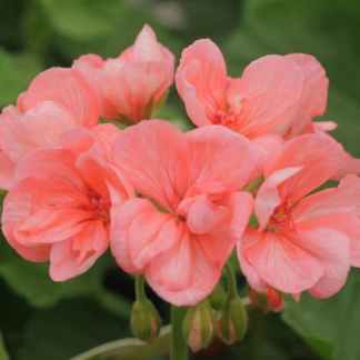 geranium zonale saumon