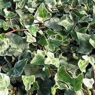 hedera helix lierre pananche