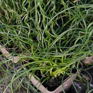 juncus effusus spiralis