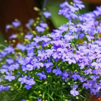 lobelia bleu