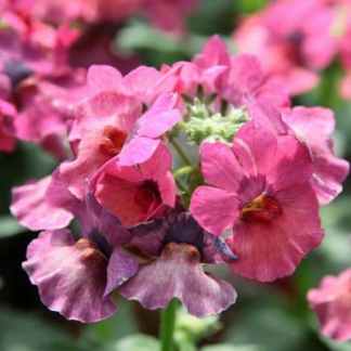nemesia rose