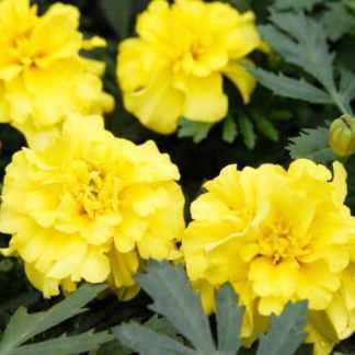 oeillet d'inde grandes fleurs jaune