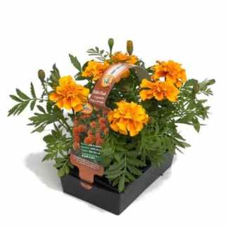 oeillet d'inde grandes fleurs orange