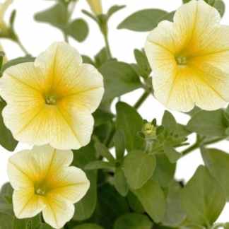 petunia supercascade blanc