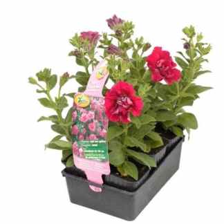 petunia supercascade double rose