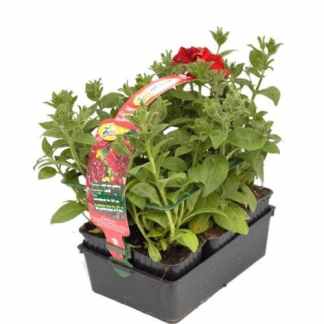 petunia supercascade double rouge