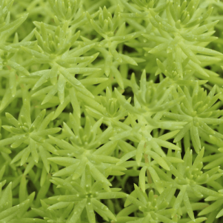sedum bleu