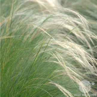stipa tenuifolia